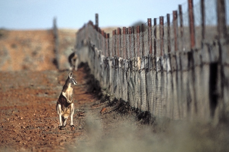 What a horror is hidden in Australia behind a fence of six thousand kilometers