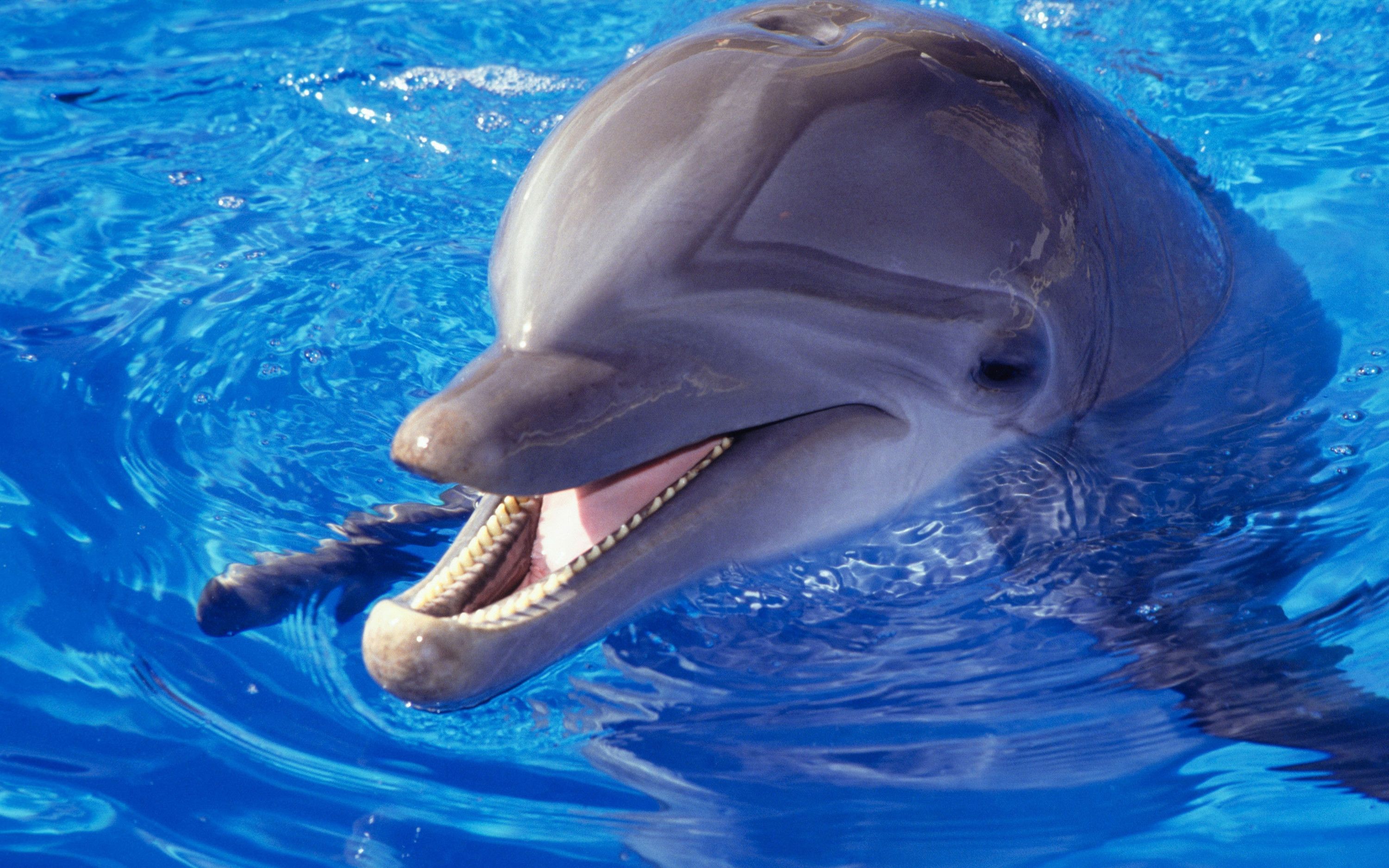 Top 10 non-banal facts about dolphins