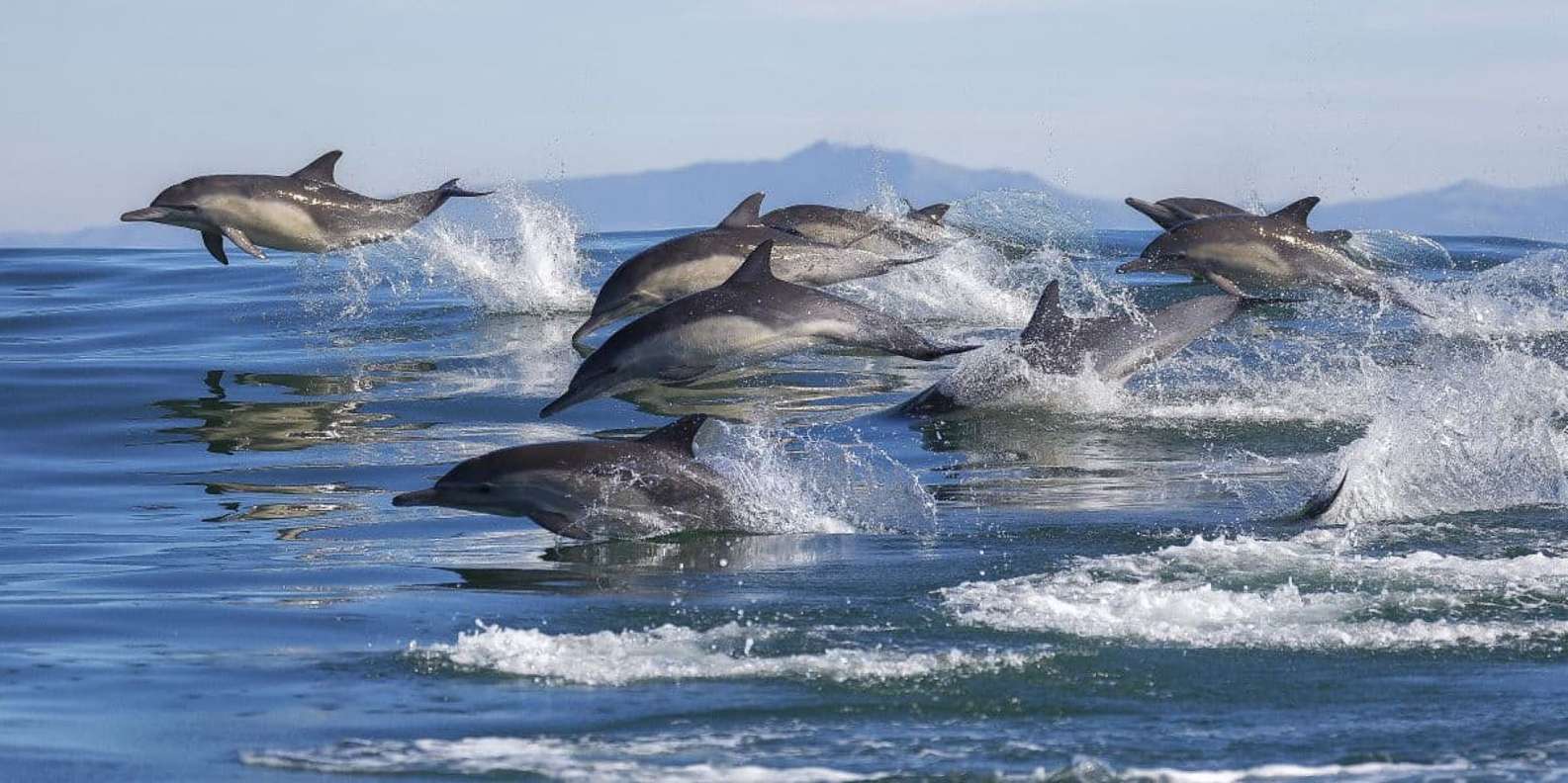 Top 10 non-banal facts about dolphins