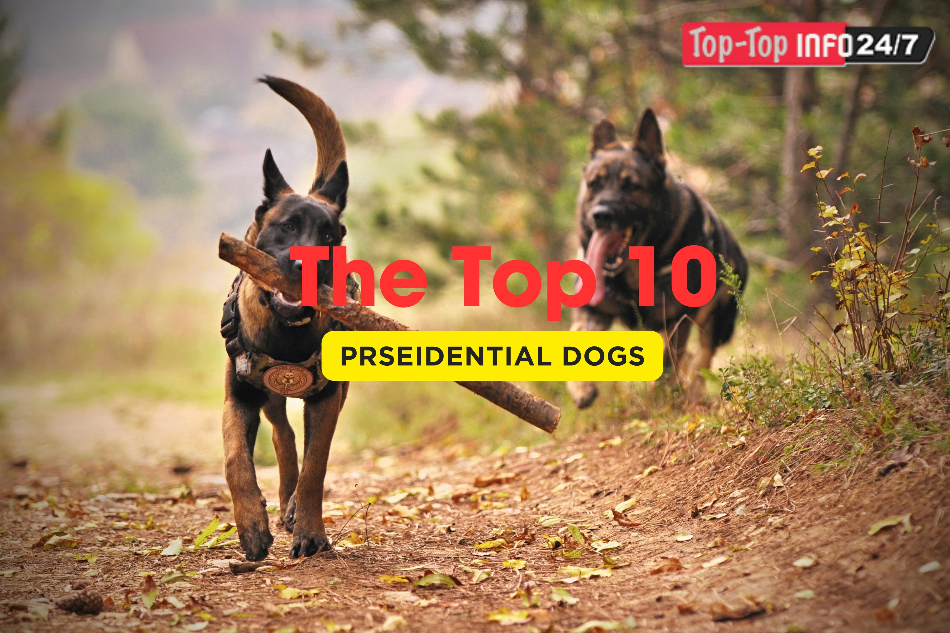 Famous White House Dogs and Presidential Pets