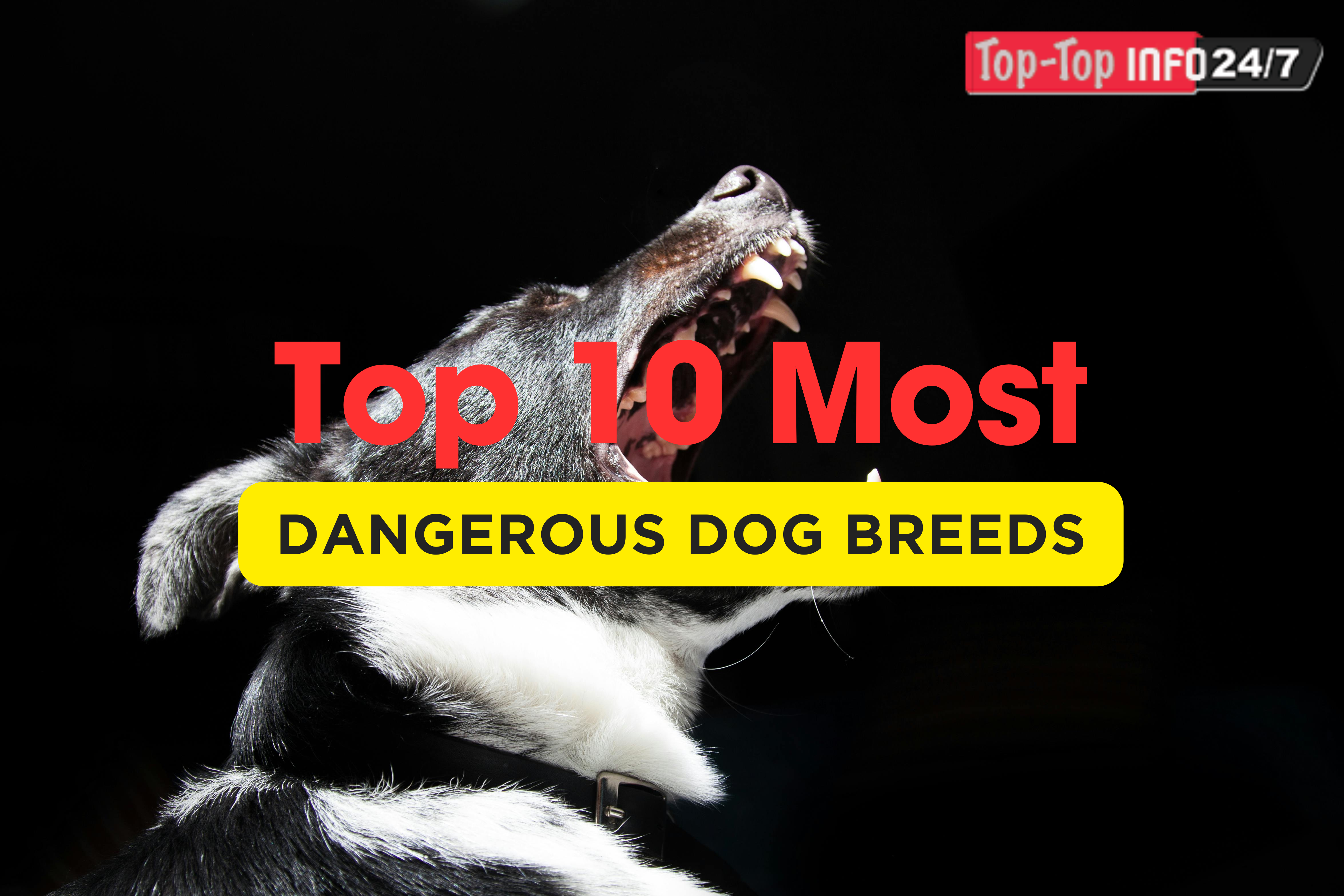 Top 10 Most Dangerous Dog Breeds: Myths and Facts