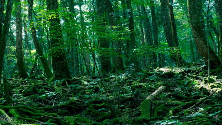 The Top 5 Mysterious Forests Around the World