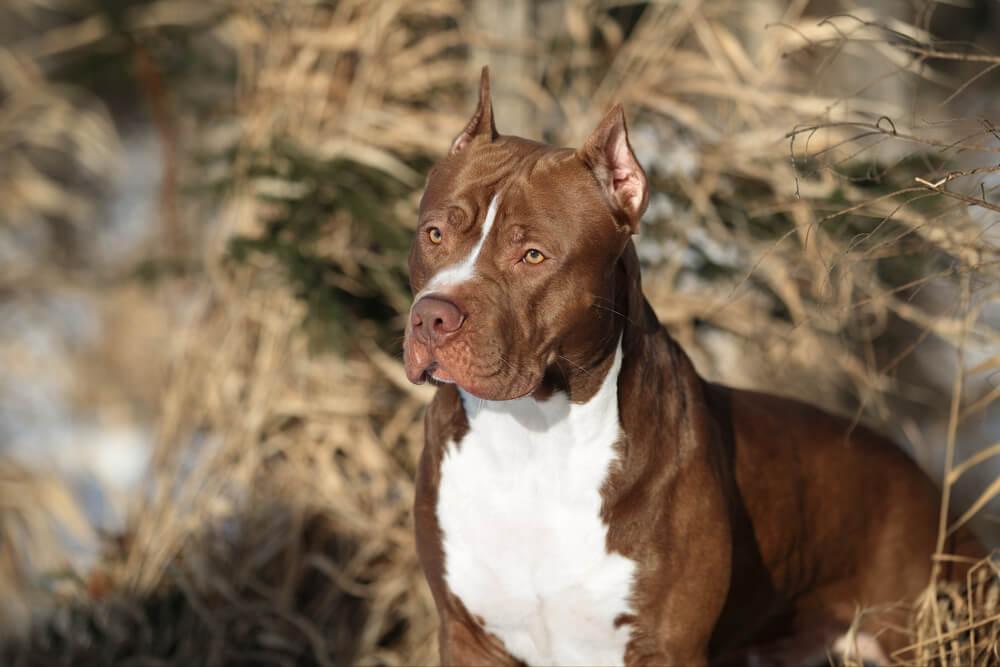 Dog-Bite Risk: Why Breed Rankings Can Mislead