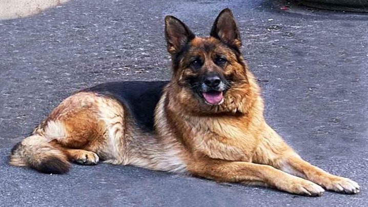 The Wealthiest Pets in the World: Meet the Top 10 Richest Furry Friends