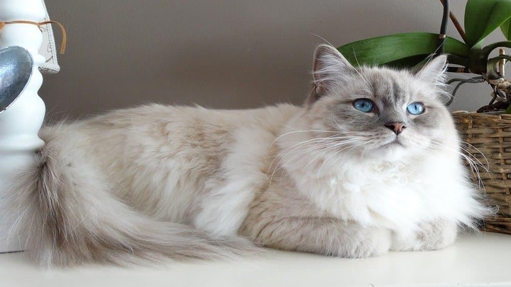 10 Well-Known Cat Breeds—and How to Choose Responsibly
